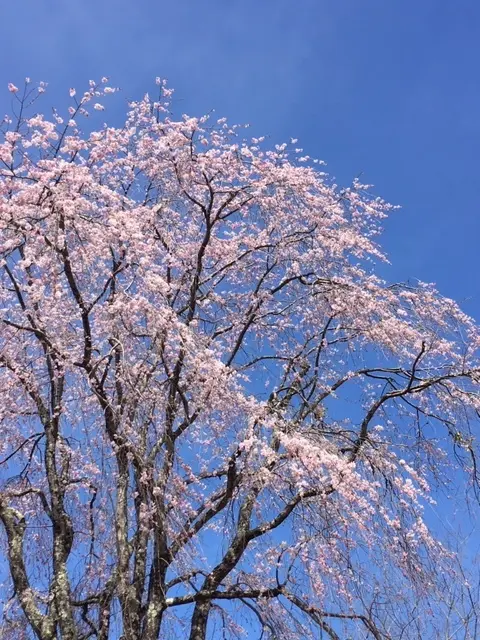 奈良吉野の千本桜と西宮夙川公園の桜♪_1_2-1