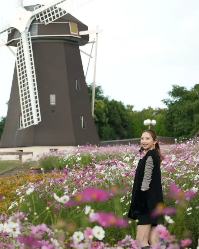 秋空とコスモスの丘✨_1_4