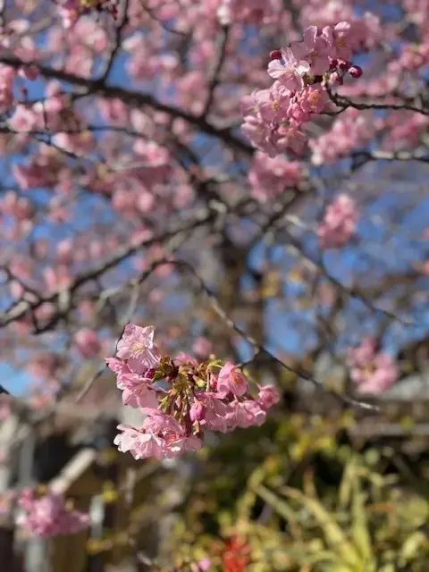 春が恋しい季節！早咲きの「河津桜」を楽しみに伊豆へ【チームJマダムブログ人気記事週間ランキングTOP10】_1_1-1