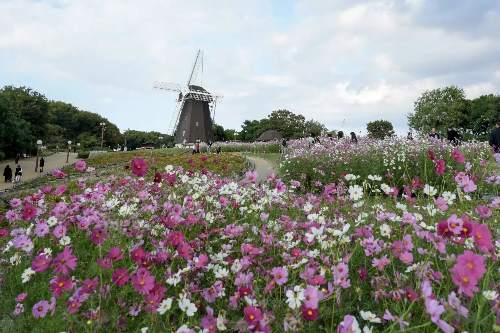秋空とコスモスの丘✨_1_1