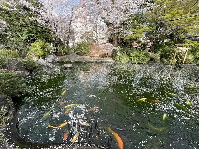 愛宕神社の池