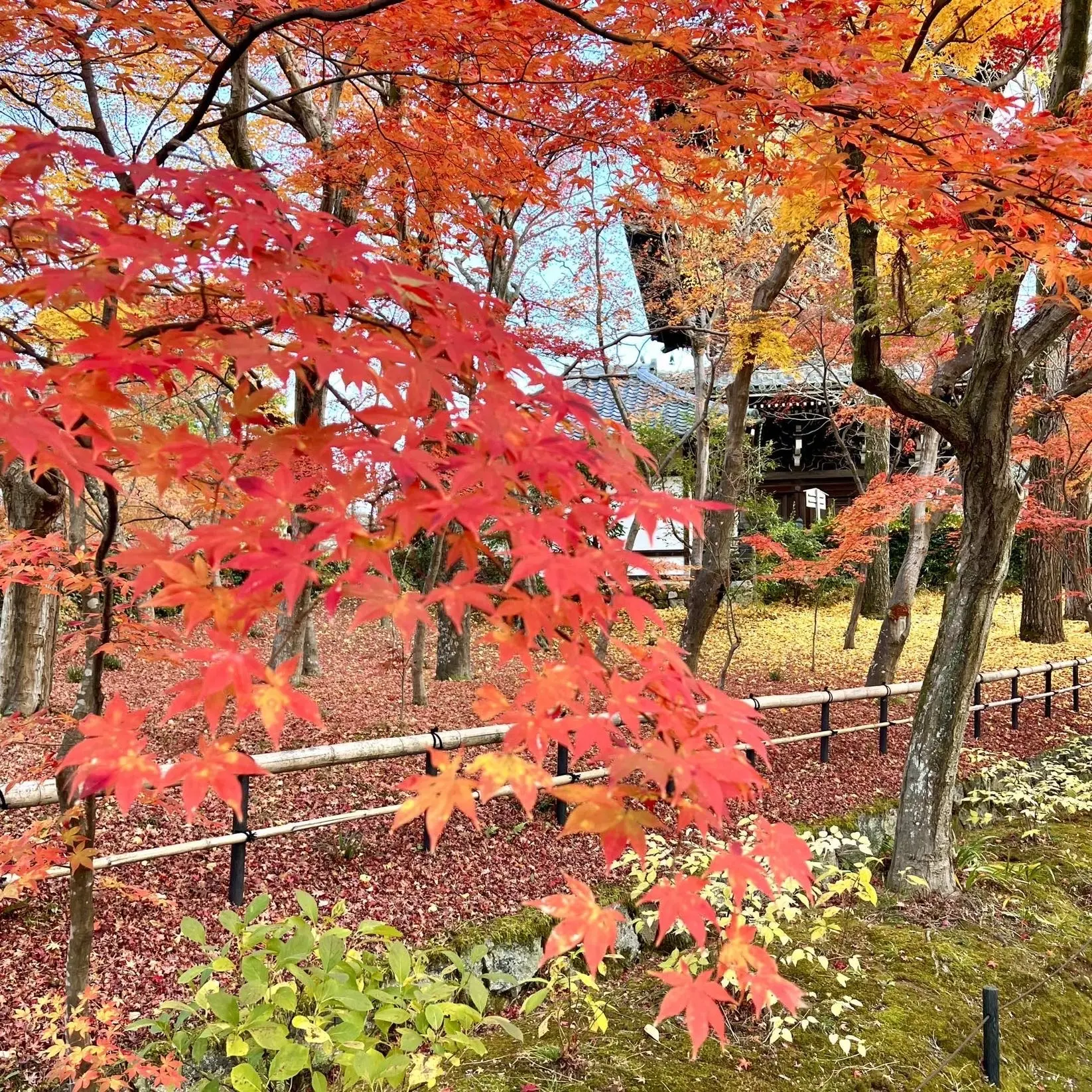 秋の景色を楽しむ♡京都の紅葉_1_24