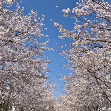 「鎌倉さんぽ」桜の季節とお気に入りの茶寮