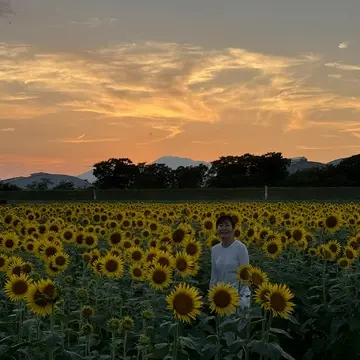 ひぐらし、夕暮れ、満開のひまわり♡