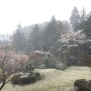 箱根の山に、春の雪。