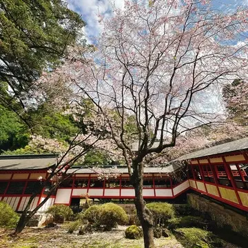 鹿児島霧島神宮の桜