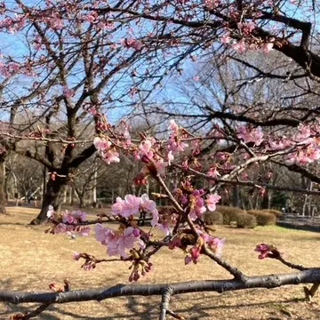 代々木公園•春の予感