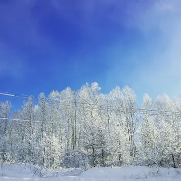 木々に積もる雪とブルースカイ