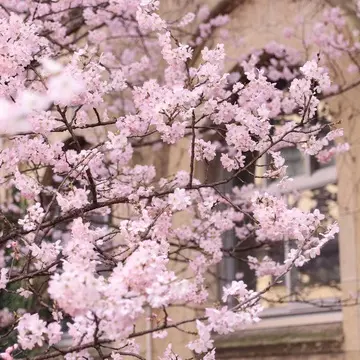 【京都・桜の開花情報 2024年】成徳学舎の桜が満開になりました