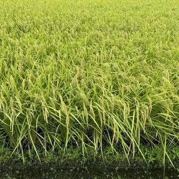 【湖西〜天の橋立】お盆旅行