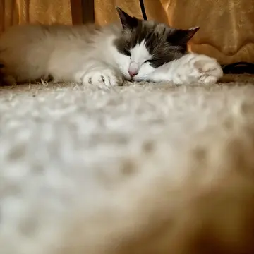 おこた始めました🐈🐈