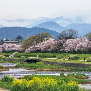 実は穴場の鴨川沿いで花見弁当を【「京都」桜にまつわる10の愉しみ】