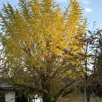 〜京都　清水寺の紅葉🍁〜清々しい秋の空_1_2-3