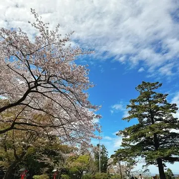 鹿児島霧島神宮の桜