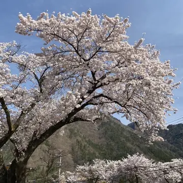 ［富岡佳子private life］満開の桜