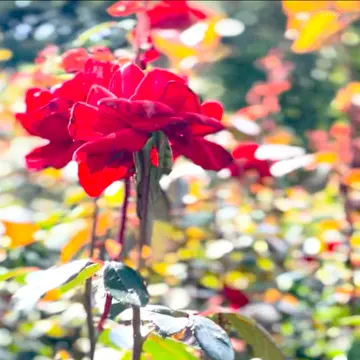 秋バラの季節到来@京成バラ園🌹