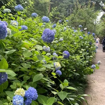鎌倉の紫陽花が見頃です