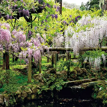 【藤を訪ねて、古都の旅へ】「春日大社」の国宝殿、萬葉植物園で藤をめでる