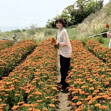淡路島カレンデュラ