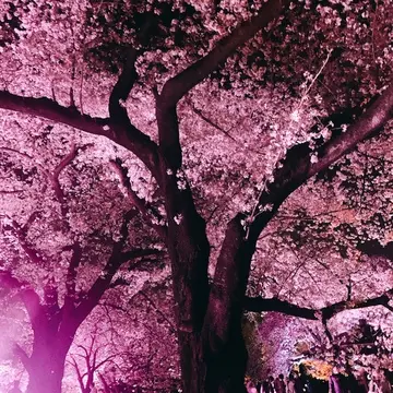 期間限定 ライトアップ夜桜　～幻想の世界～　新宿御苑×NAKID