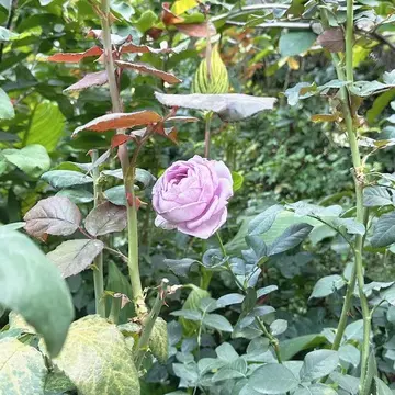 横浜イングリッシュガーデンの薔薇