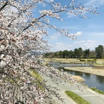 京都『桜』便り