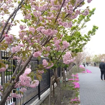 造幣局さいたま支局「桜のさんぽ道」_1_3-3