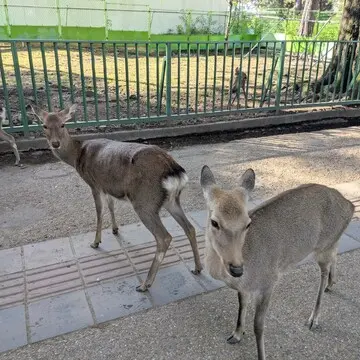 秋の奈良 「正倉院展」へ _1_10-2