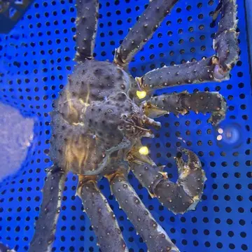 銀座の蟹料理「蟹長者」へ✨🦀_1_1-2