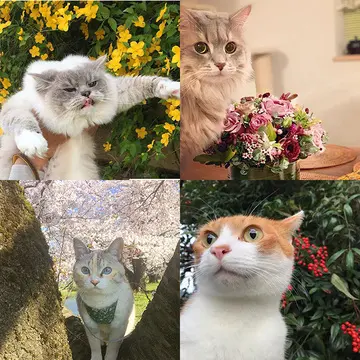 【にゃんスタ厳選集】美しい草花と猫の2ショット！目の保養にいかが？