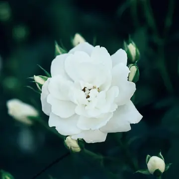 センスがいい花好きがレコメンド“日本全国、憧れの薔薇園3”