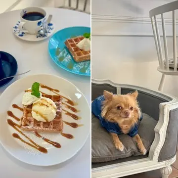 ワンちゃんとくつろげる北欧風カフェへ