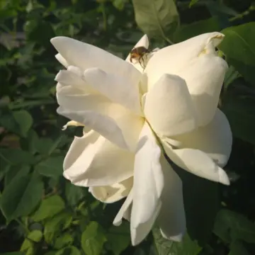 バラの季節。秋田県立農業科学館のバラ園です。