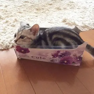 子猫のころから箱がスキ！