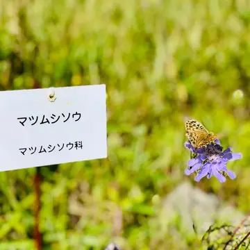 長野県、霧ヶ峰高原、八島ヶ原湿原、高山植物