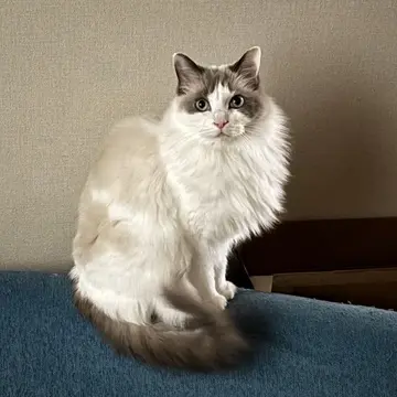 12月の松陰神社と猫