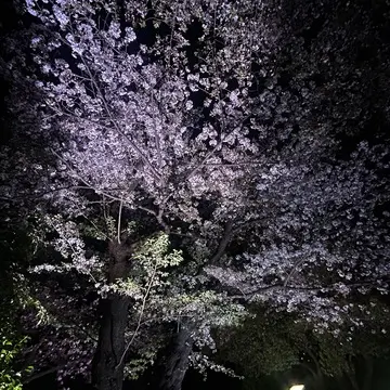 夜景が素敵な庭園〜八芳園🌸✨〜_1_2-3