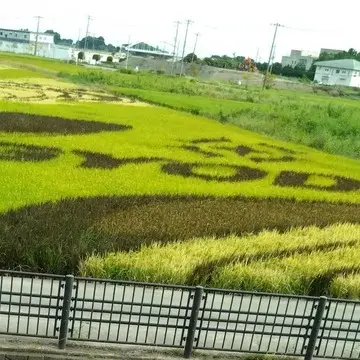今年の絵柄は鬼滅の刃！地上から行田市の“田んぼアート”を鑑賞！？【チームJマダムブログ人気記事週間ランキングTOP10】_1_2-2