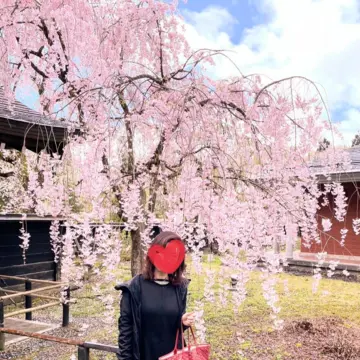 【秋田 】角館 武家屋敷の桜🌸