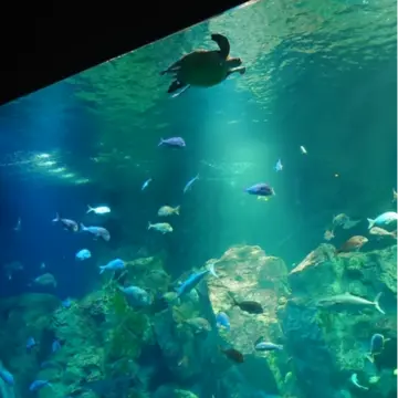 久しぶりの男鹿半島① 幼少期よりも楽しめた水族館🐟️