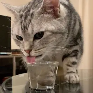 いつまでも見ちゃう！猫が水を飲むだけの動画