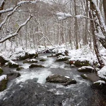 雪化粧の十和田、奥入瀬渓流へ