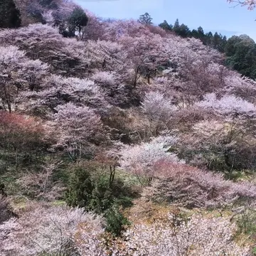 奈良吉野の千本桜と西宮夙川公園の桜♪