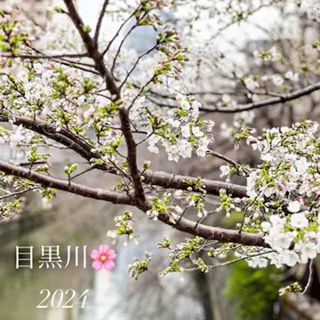 目黒川桜🌸まつり2024☆さあ、飲もう✨🍾
