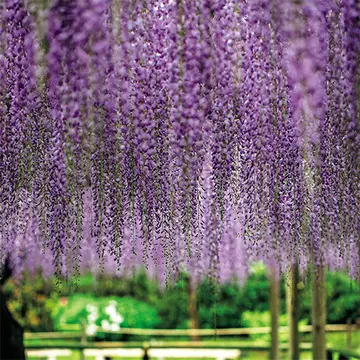 【藤を訪ねて、古都の旅へ】息をのむほどの美しさ！京都・宇治の藤めぐり