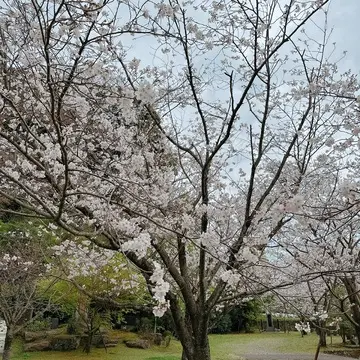 鹿児島護国神社の桜