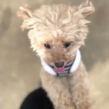 緑に包まれた朝のひととき。愛犬と過ごす幸せごはん