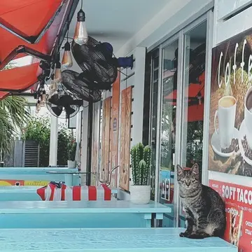 沖縄 瀬長島の猫