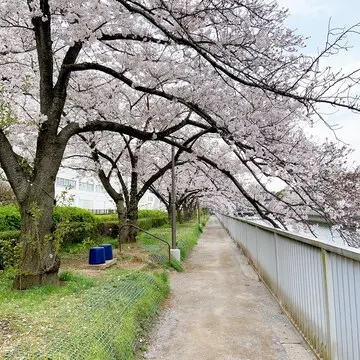 清澄白河の桜