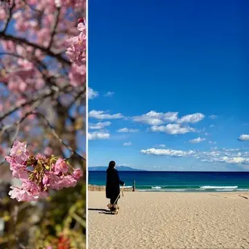 伊豆へ河津桜を見に行ってきました♪